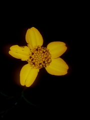 Dyssodia tagetiflora