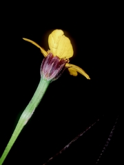 Dyssodia tagetiflora