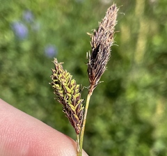 Carex spectabilis