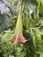 Brugmansia