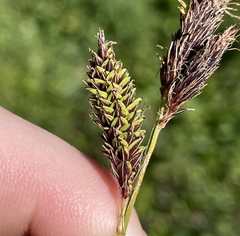 Carex spectabilis