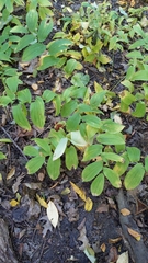 Uvularia grandiflora