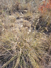 Bouteloua pectinata