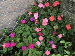 Impatiens walleriana