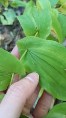 Uvularia grandiflora