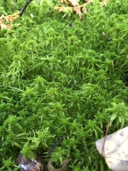 Sphagnum girgensohnii