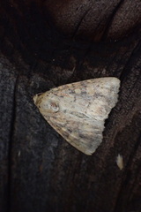 Perigea xanthioides