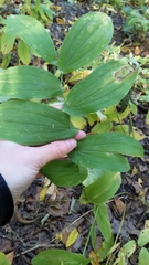 Uvularia grandiflora