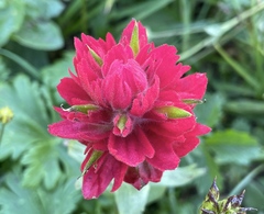 Castilleja elmeri