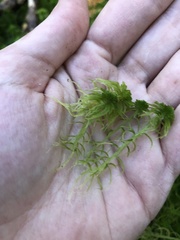 Sphagnum girgensohnii