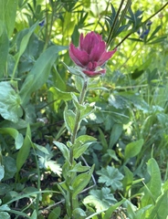 Castilleja elmeri