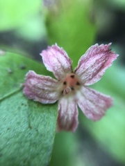 Alseuosmia macrophylla