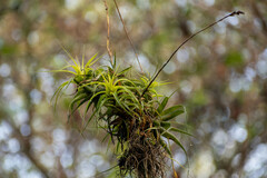 Tillandsia incarnata