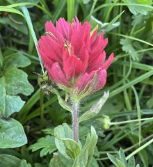 Castilleja elmeri