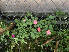 Impatiens walleriana