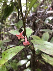 Alseuosmia macrophylla