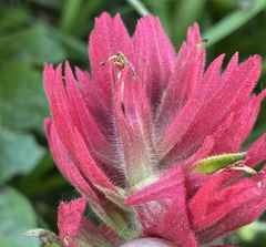 Castilleja elmeri