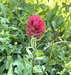 Castilleja elmeri
