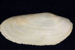 Lutraria