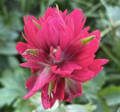 Castilleja elmeri