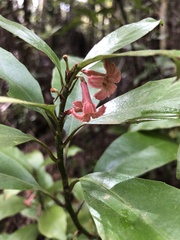 Alseuosmia macrophylla