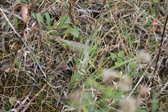 Sisyrinchium montanum