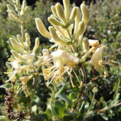Lonicera subspicata denudata