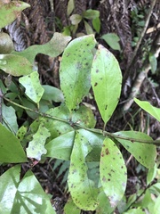 Alseuosmia macrophylla