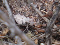 Cibolacris parviceps