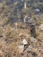 Bothriochloa barbinodis