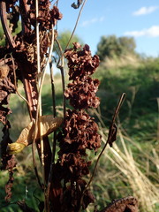 Rumex cristatus