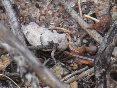 Cibolacris parviceps