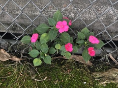 Impatiens walleriana