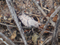 Cibolacris parviceps