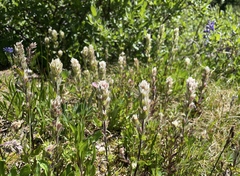 Castilleja parviflora albida