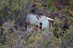 Juniperus communis depressa