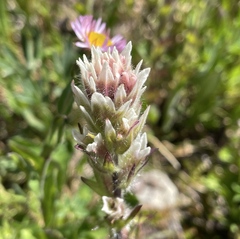 Castilleja parviflora albida