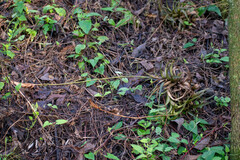 Tillandsia incarnata