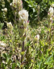 Castilleja parviflora albida