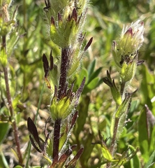 Castilleja parviflora albida