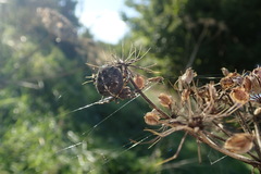 Araneus diadematus