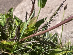 Vaccinium cespitosum