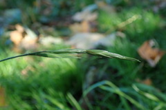 Bromus catharticus