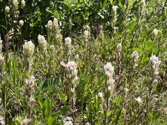 Castilleja parviflora albida