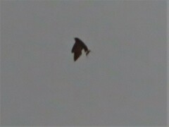 Hirundo rustica