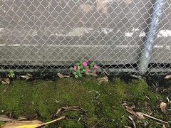 Impatiens walleriana