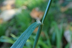 Bromus catharticus