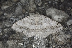 Digrammia ocellinata