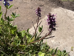 Vaccinium cespitosum