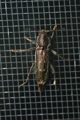 Xylotrechus sagittatus